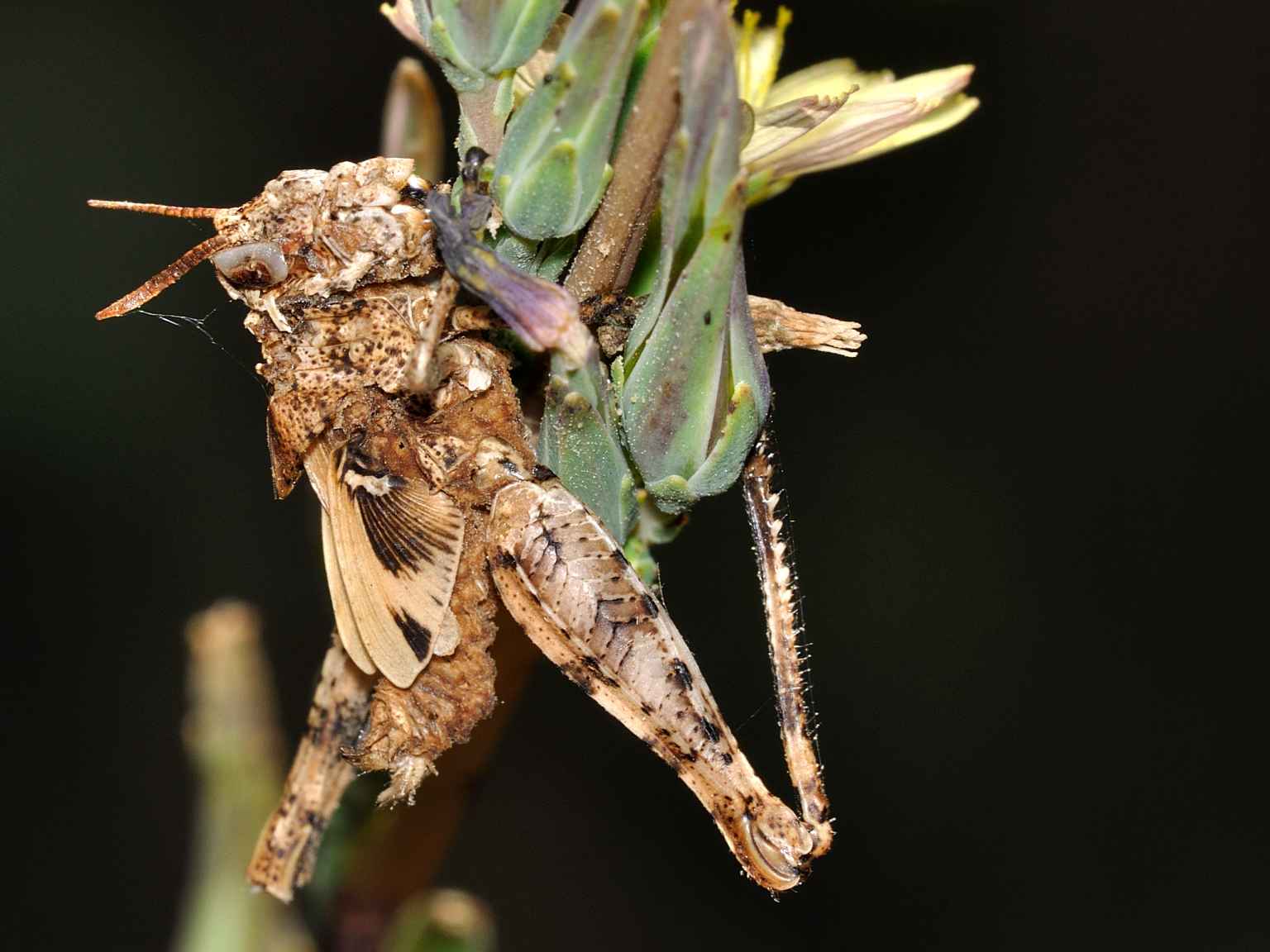 Orthoptera parassitati da miceti?